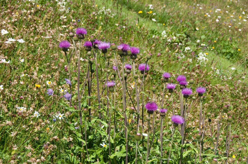 Cirsium heterophyllum