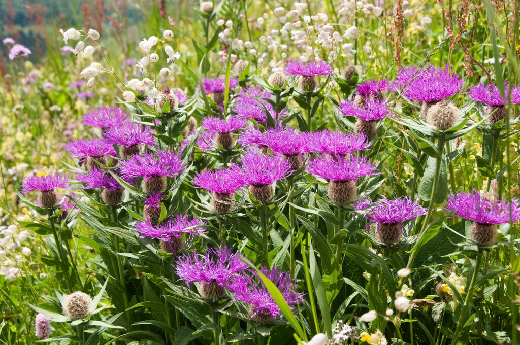 <i>Centaurea</i> <i>nervosa</i>