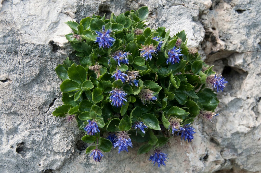 bluish paederota