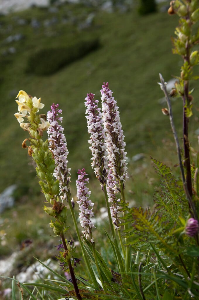 short-spurred fragrant orchid