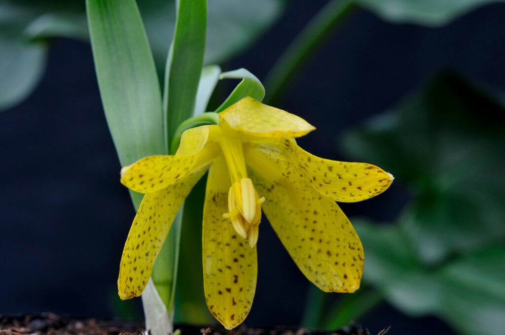 <i>Fritillaria</i> <i>aurea</i> 'Golden Flag'
