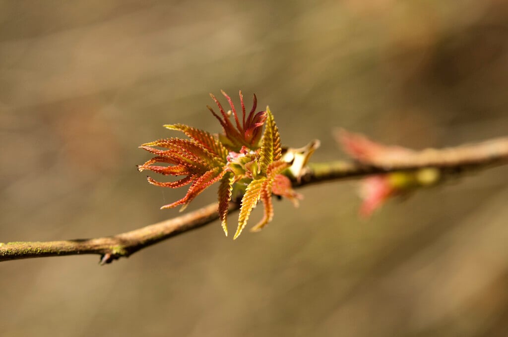 false spirea