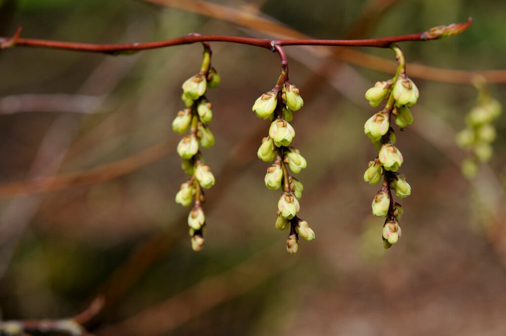 Matsuzak early stachyurus