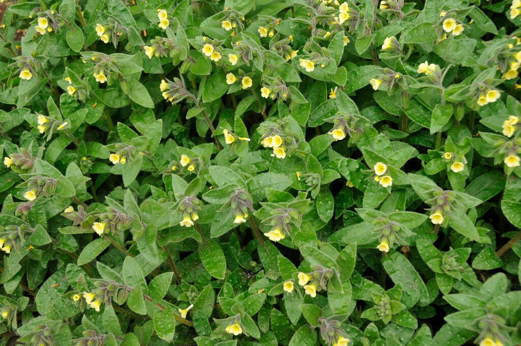 yellow nonea