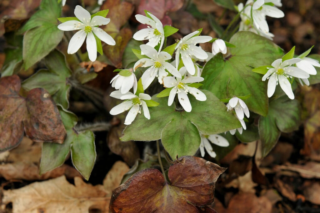 American liverwort