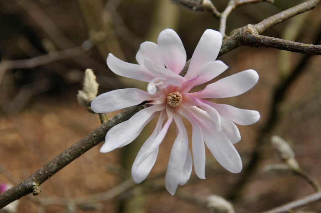 magnolia 'Raspberry Fun'