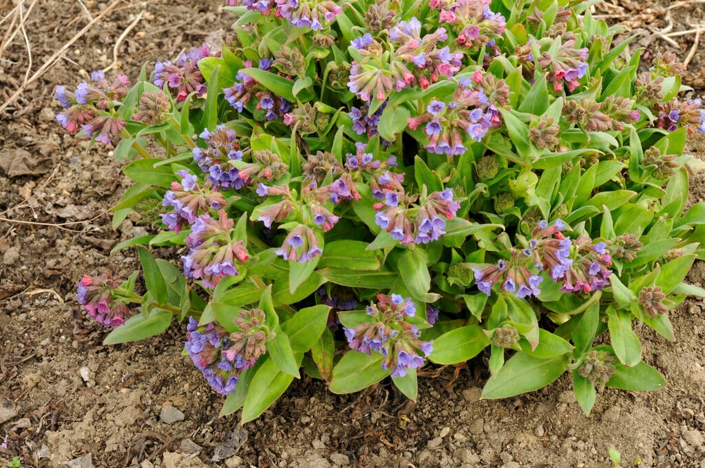 <i>Pulmonaria</i> <i>mollis</i>