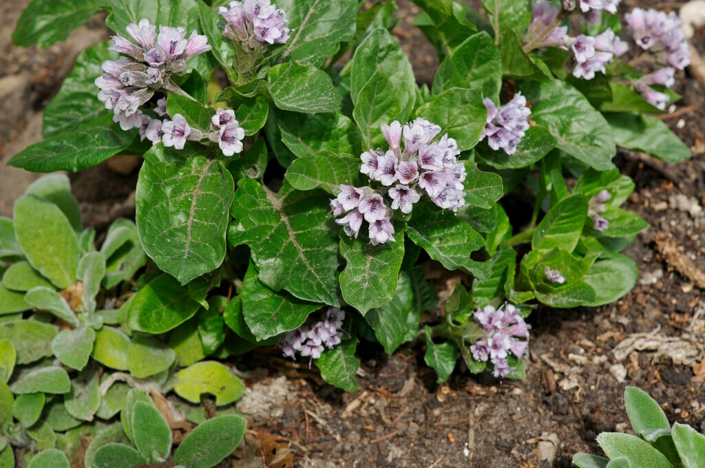 <i>Physochlaina</i> <i>orientalis</i>