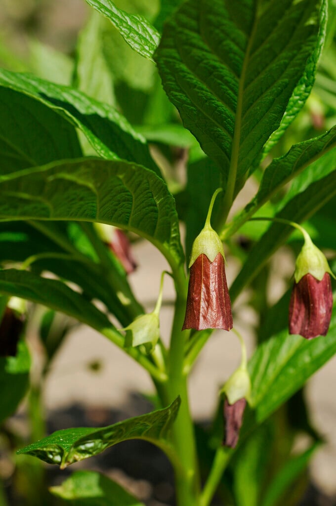 henbane bell, European scopolia