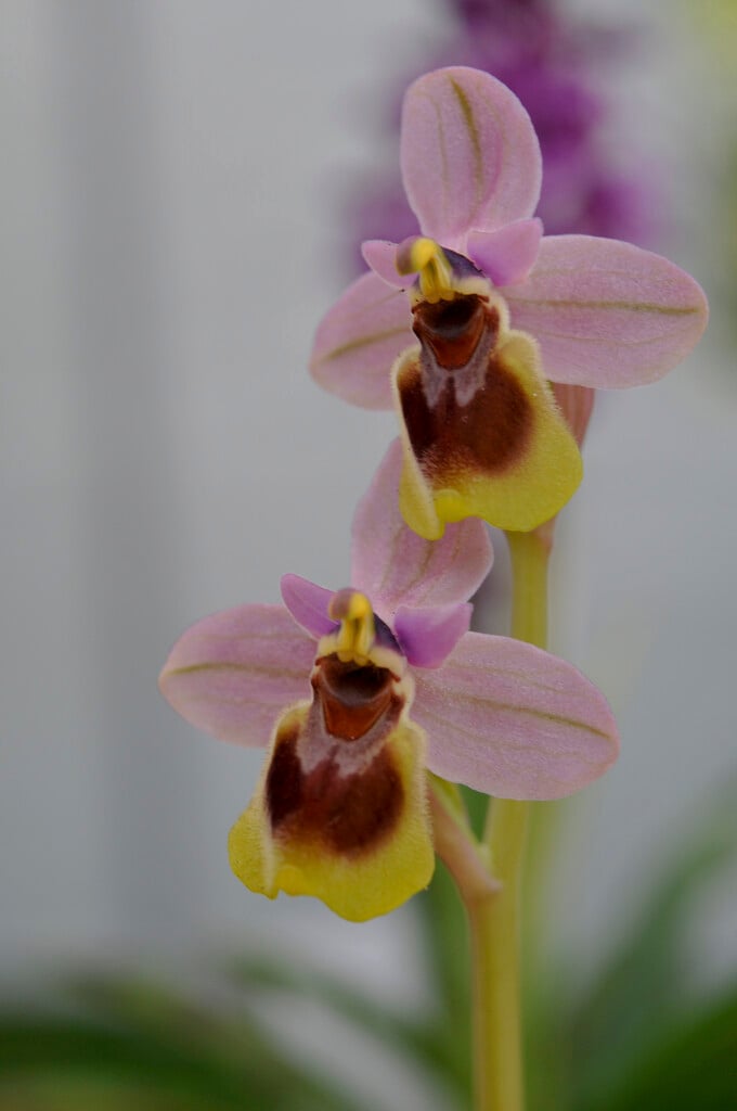 sawfly orchid