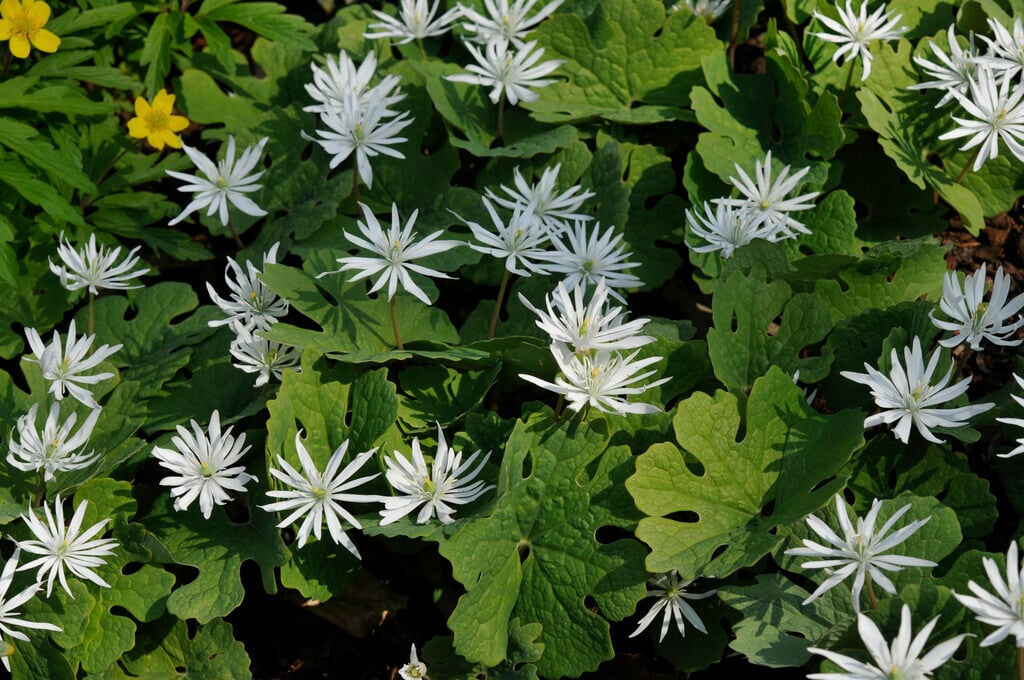 <i>Sanguinaria</i> <i>canadensis</i> 'Star'