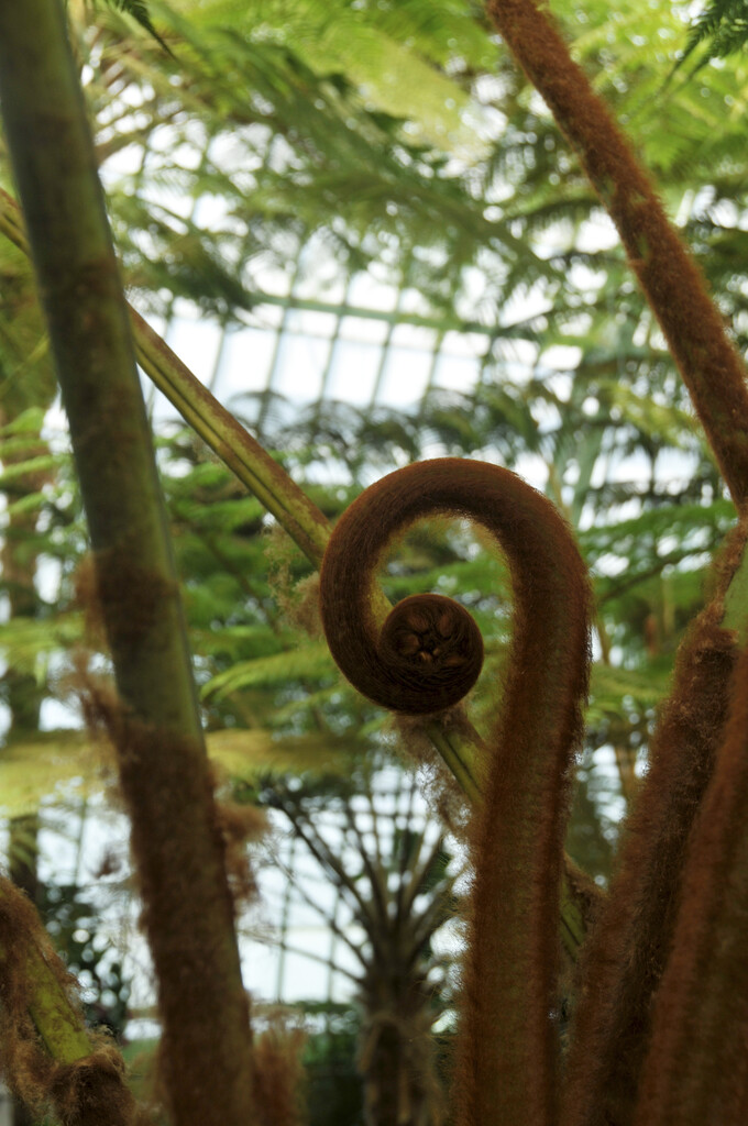 chignon fern