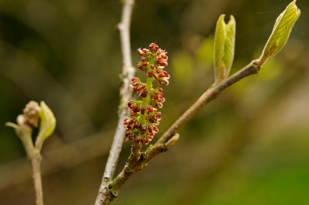 <i>Fortunearia</i> <i>sinensis</i>