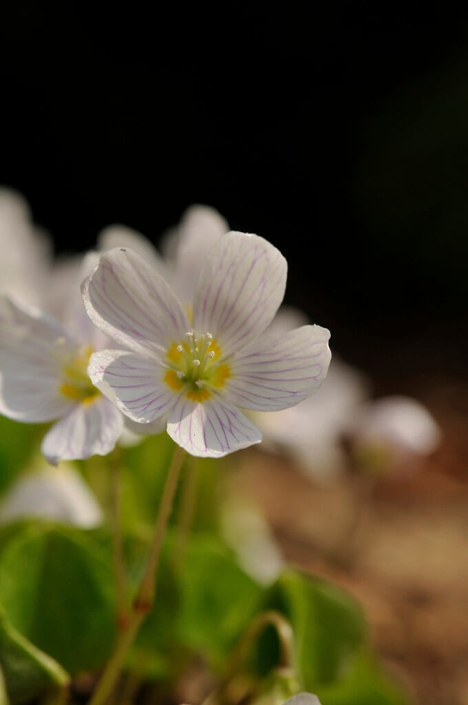 common wood sorrel