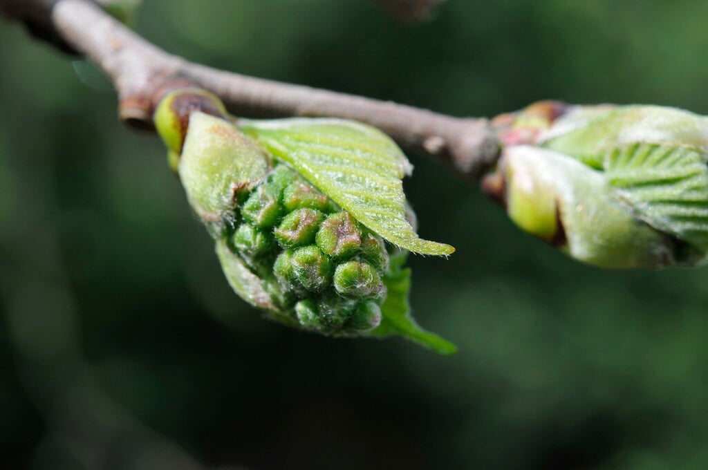 black mulberry