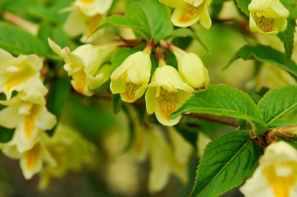 <i>Weigela</i> <i>maximowiczii</i>