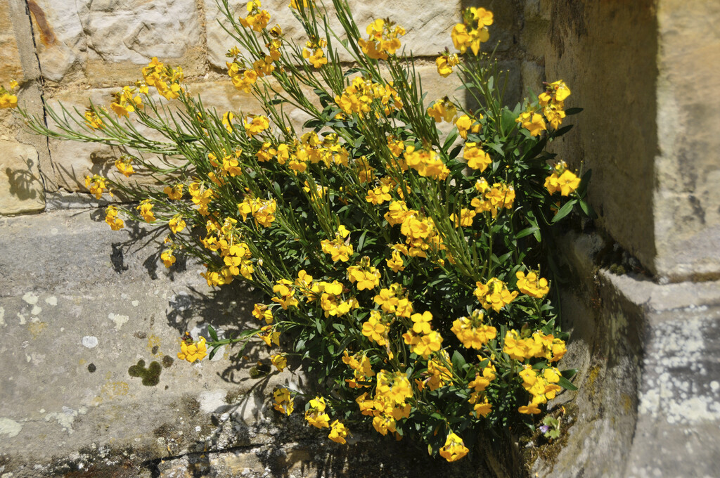 Erysimum suffruticosum common wallflower Herbaceous Perennial/RHS