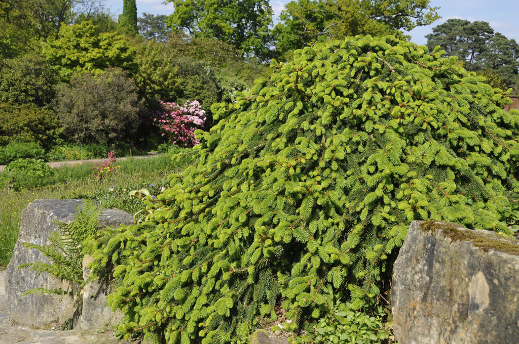 <i>Picea</i> <i>abies</i> 'Reflexa'