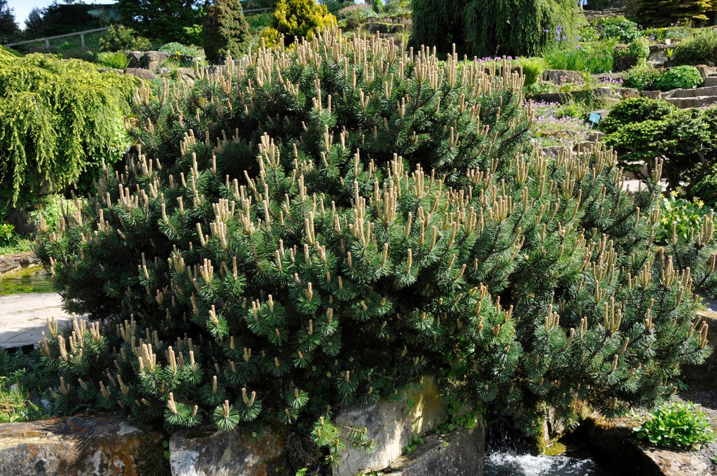 dwarf mountain pine