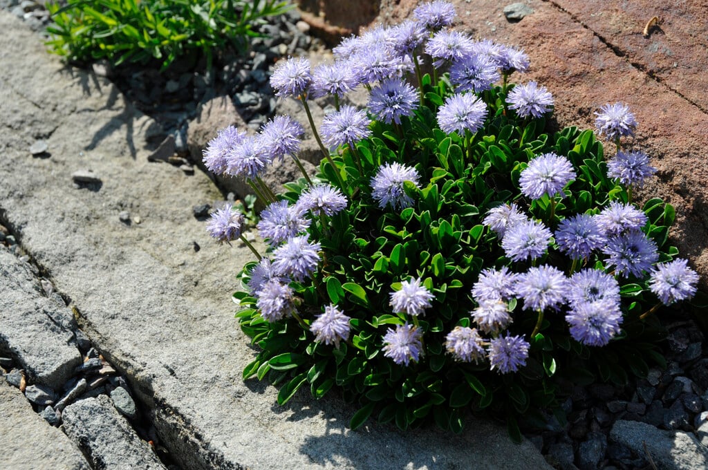 southern globe daisy