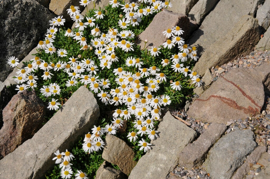 Winn Falls fleabane