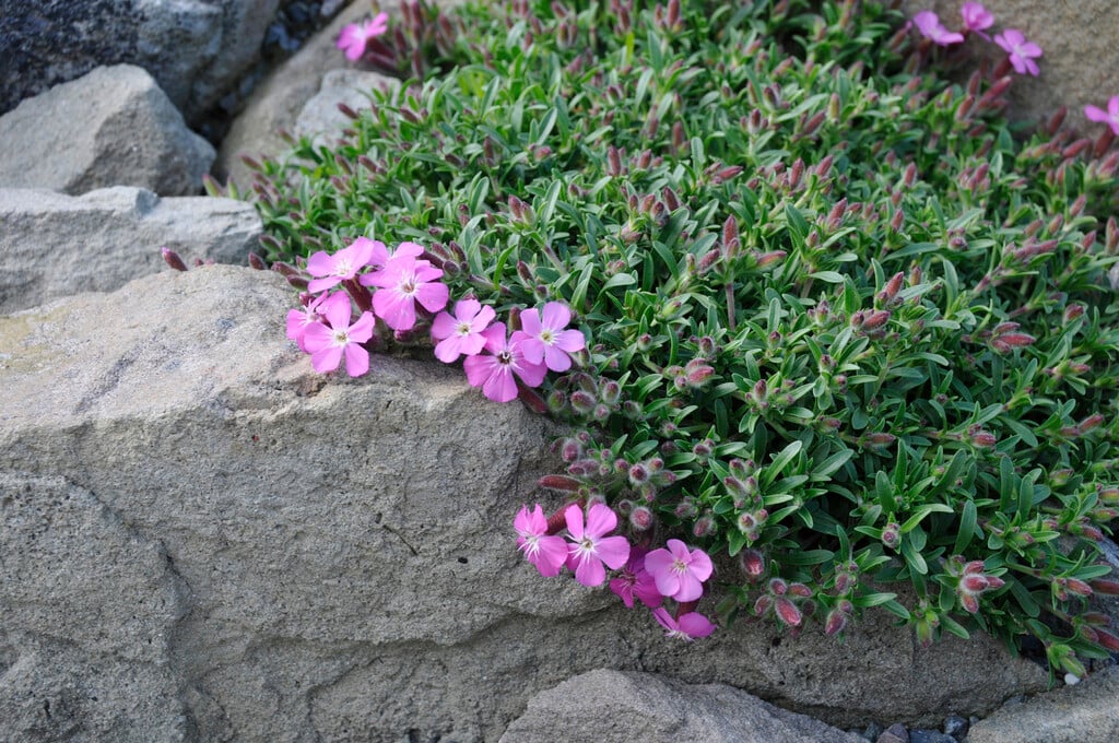 soapwort 'Bressingham'