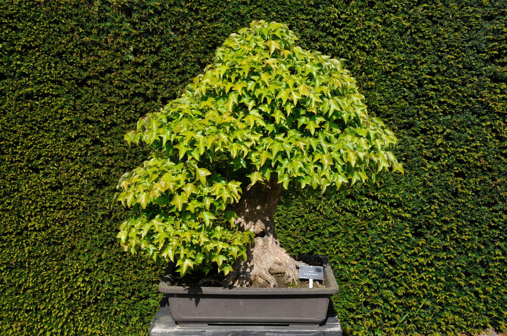 trident maple