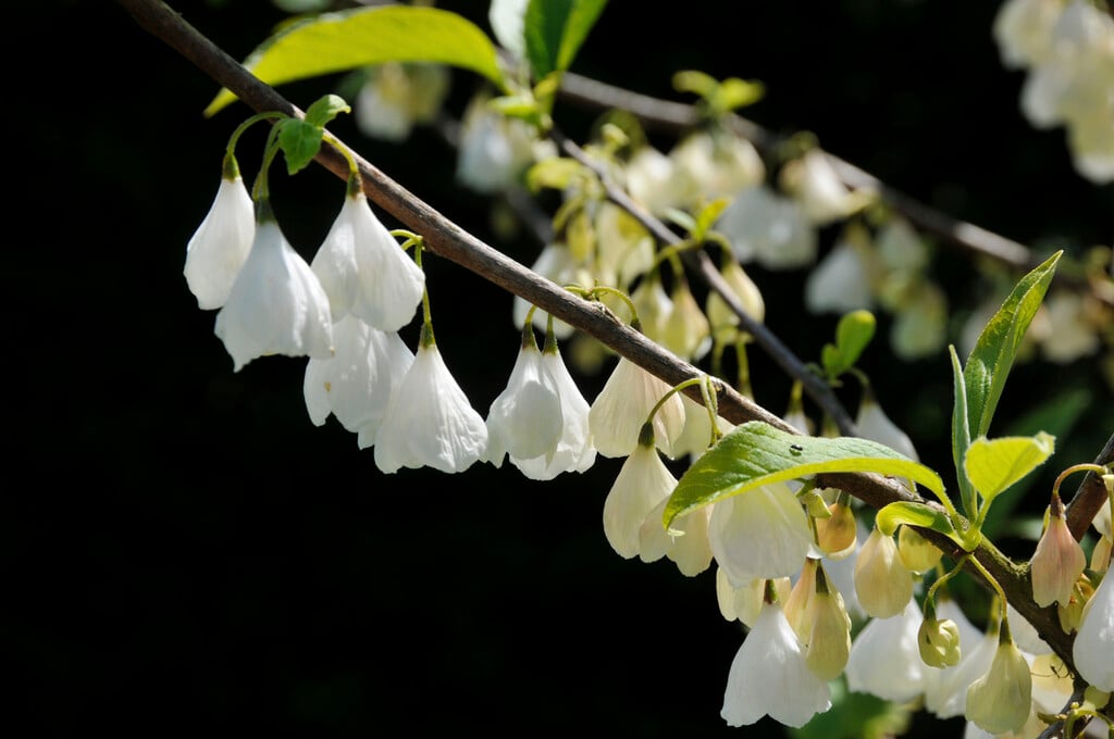 Carolina silverbell Monticola Group