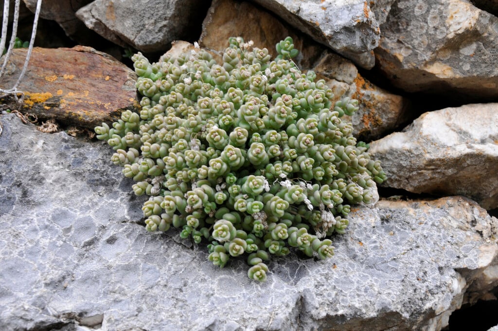 thick-leaved stonecrop