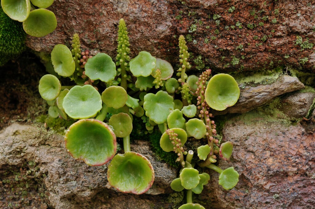 navelwort