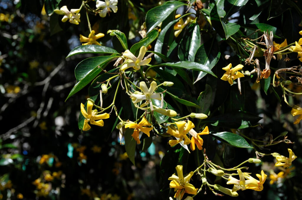 native Australian frangipani