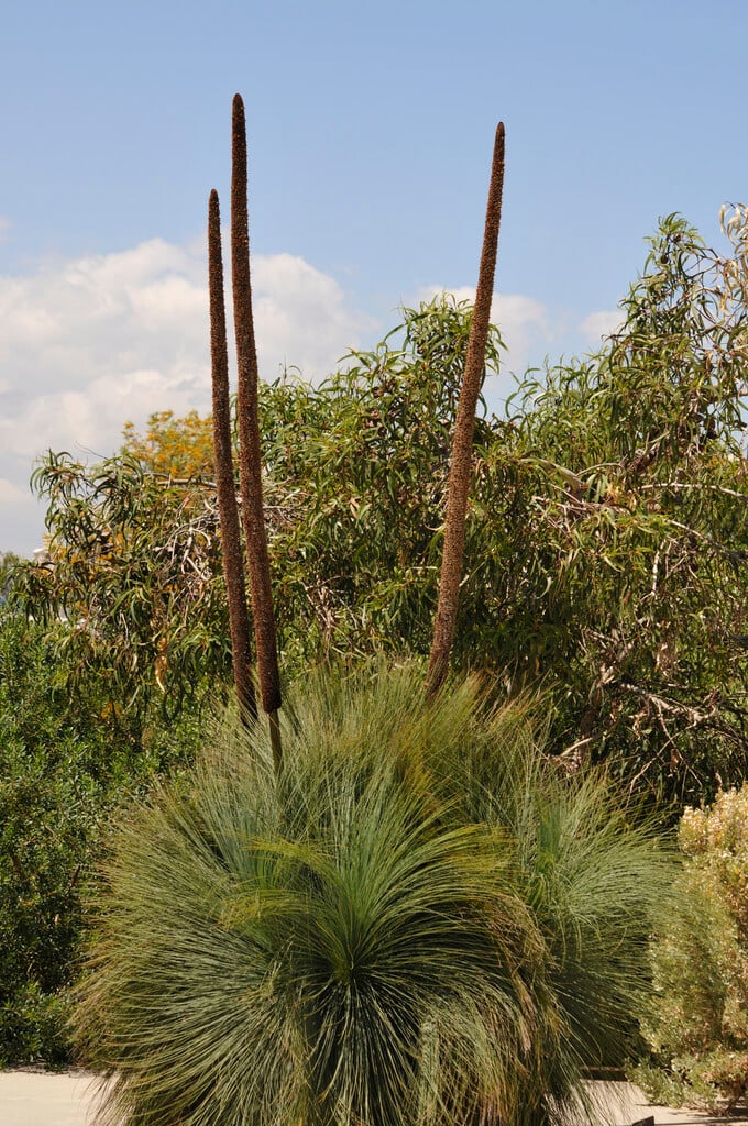 <i>Xanthorrhoea</i> <i>glauca</i>