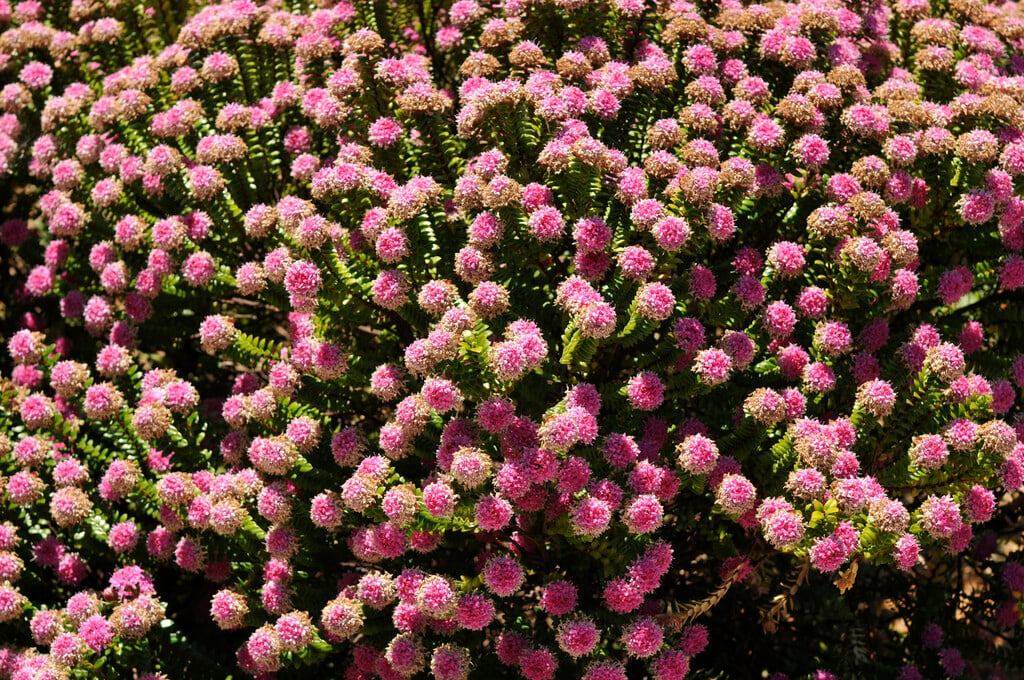 <i>Pimelea</i> <i>ferruginea</i>