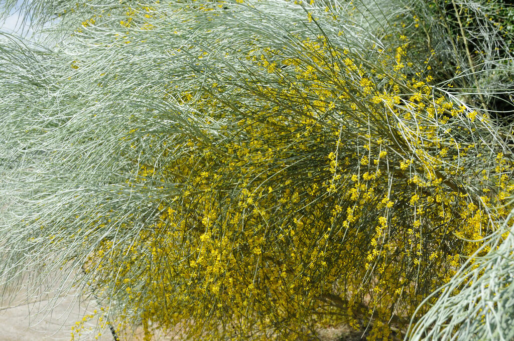 <i>Retama</i> <i>sphaerocarpa</i>