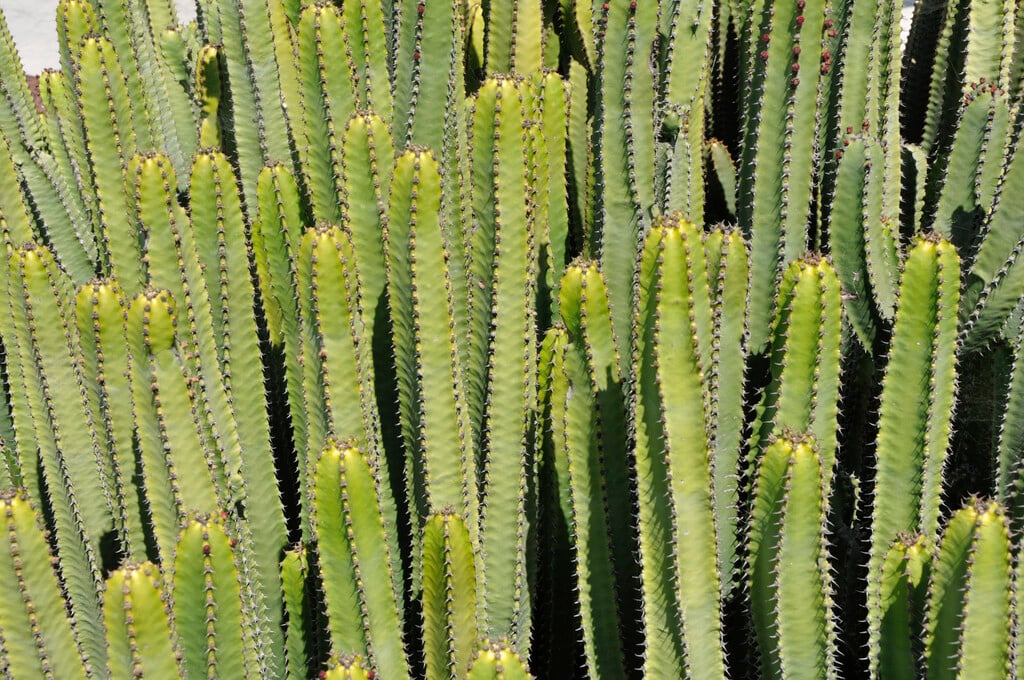 <i>Euphorbia</i> <i>canariensis</i>