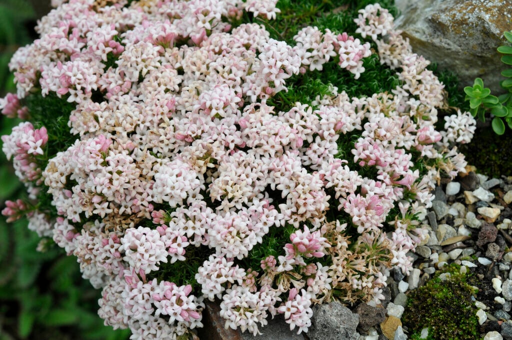 <i>Asperula</i> <i>nitida</i>