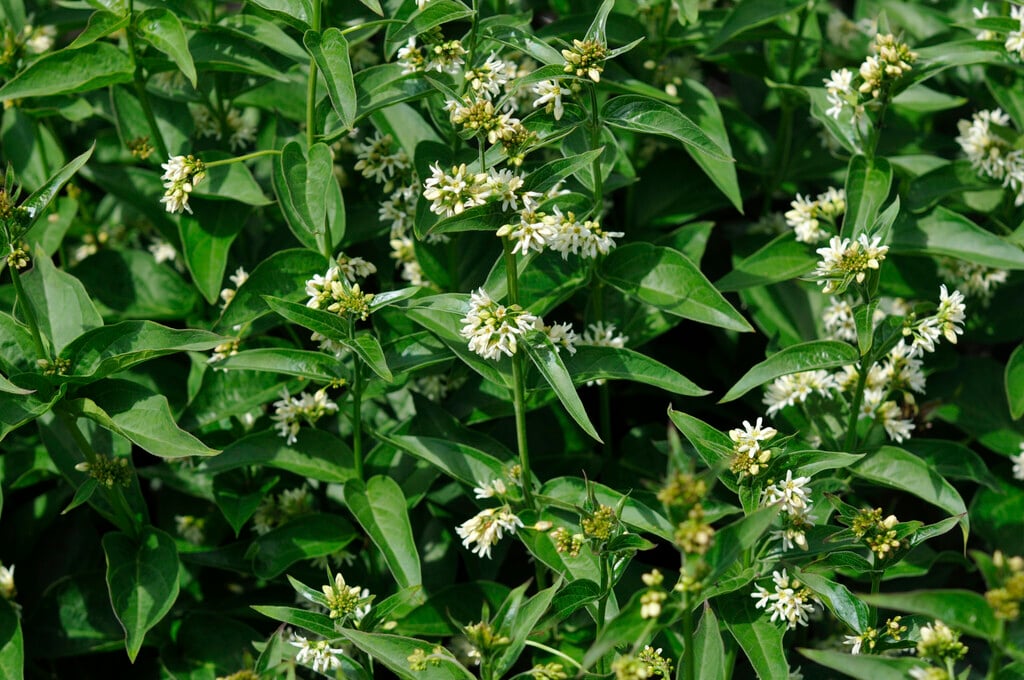 white swallow wort