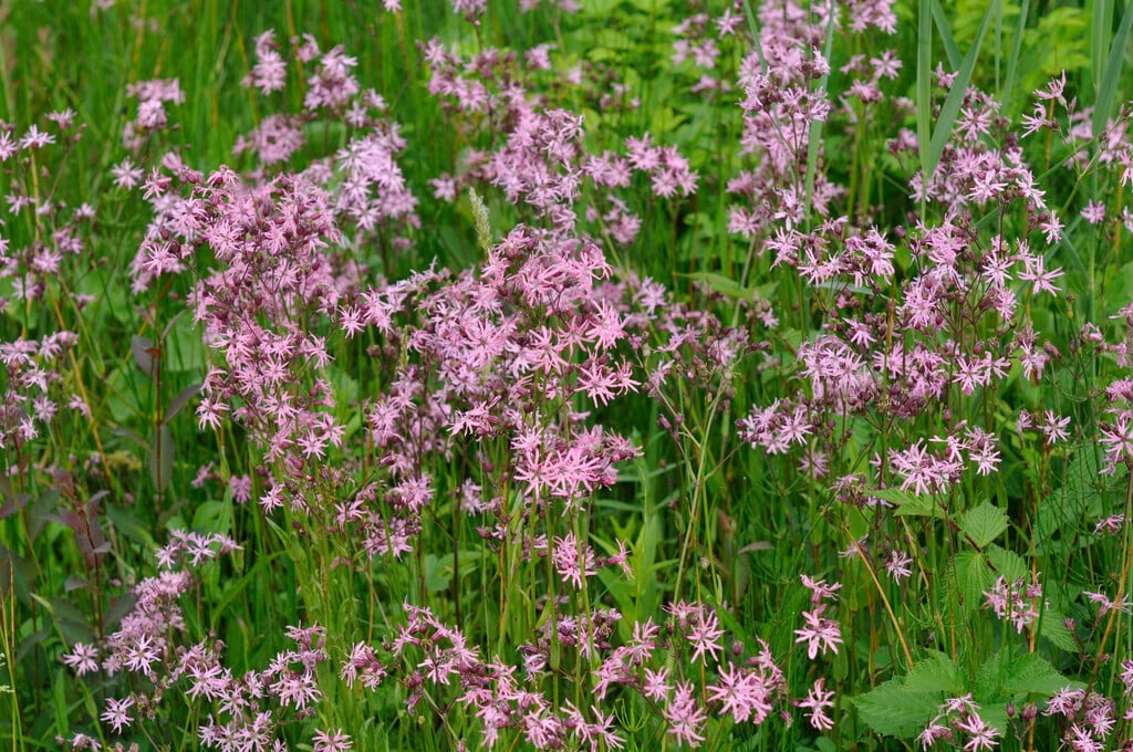 Lychnis flos-cuculi