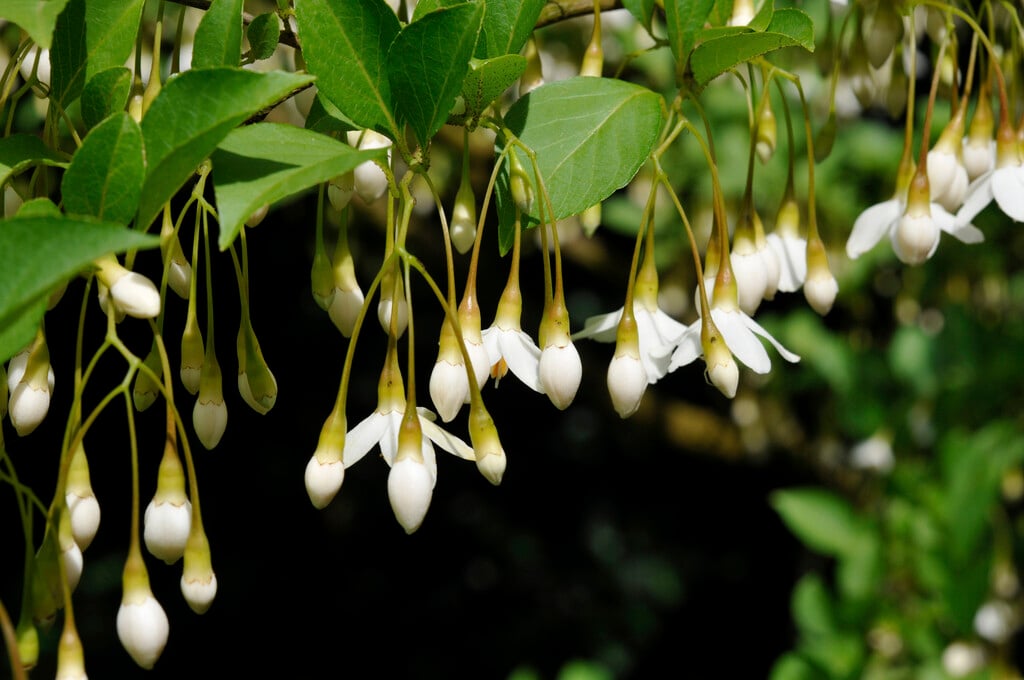 Japanese snowbell