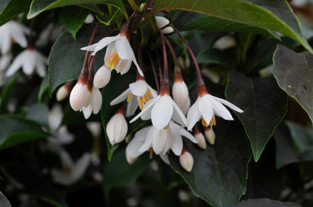 Japanese snowbell 'Evening Light'