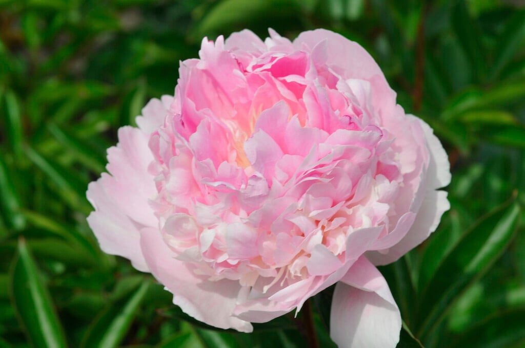 peony 'Angel Cheeks'