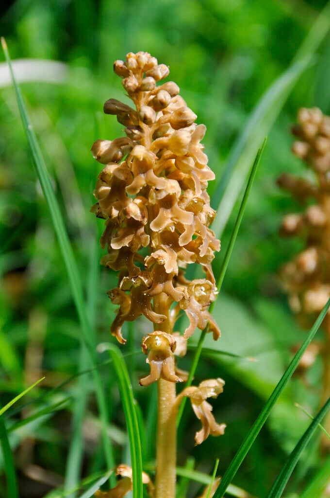 bird's nest orchid
