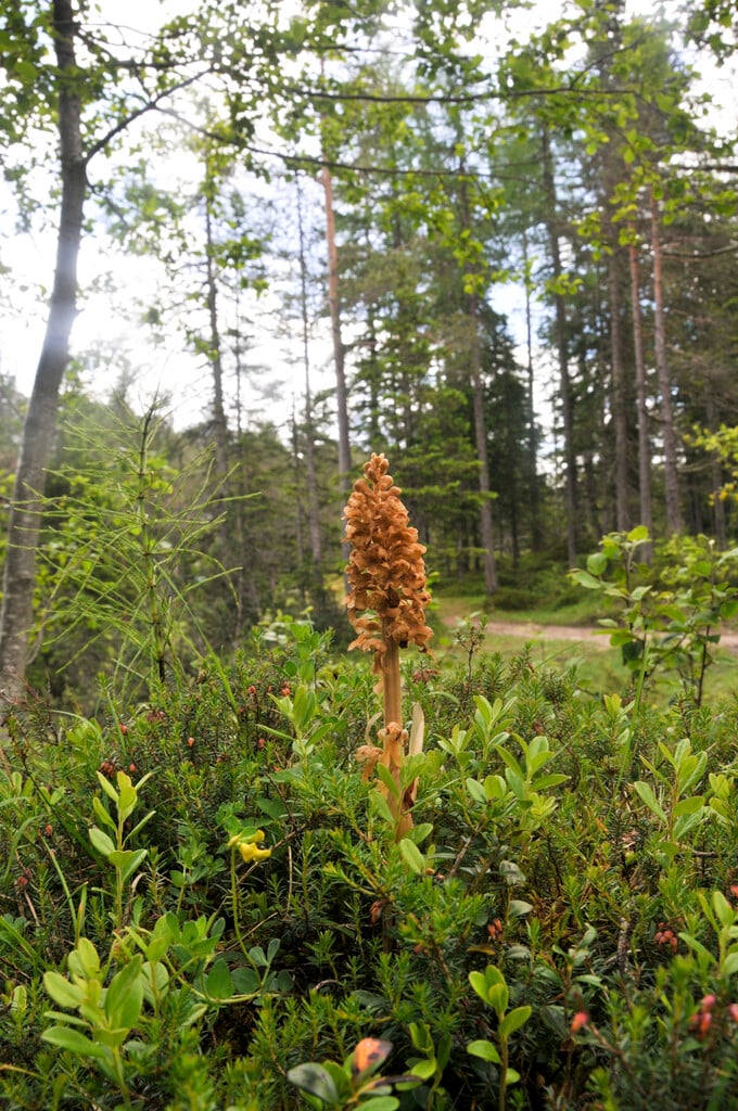 bird's nest orchid