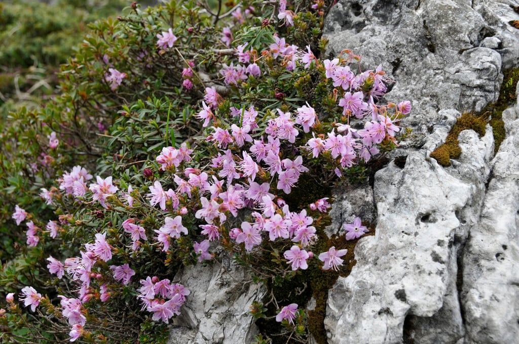 ground cistus