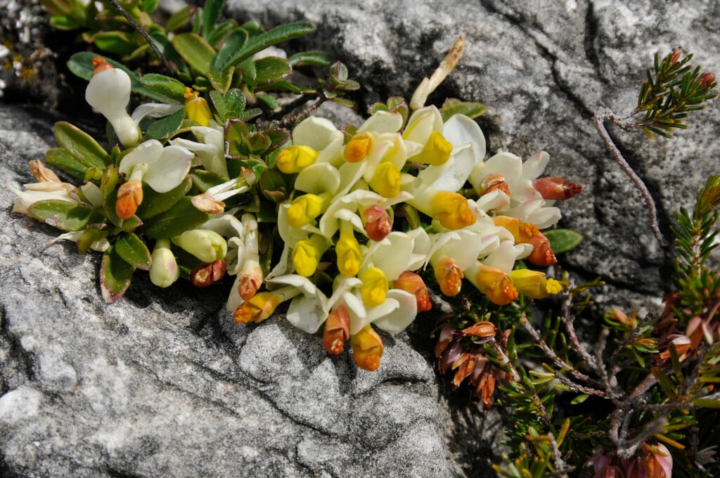 box-leaved milkwort