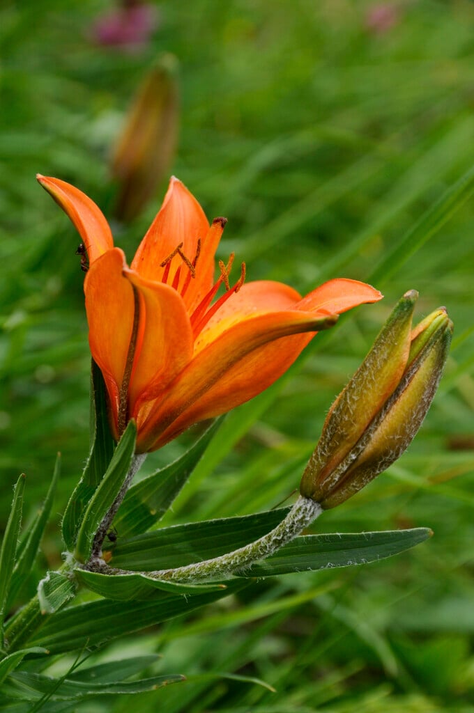 bulb-bearing lily