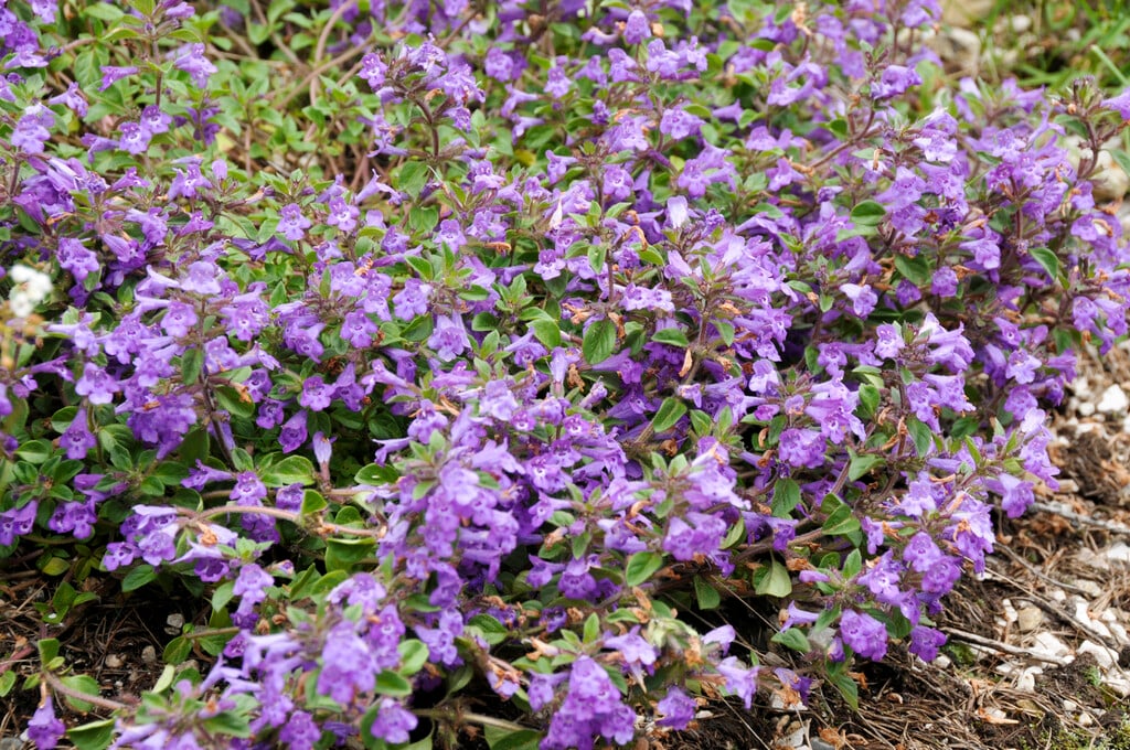 alpine calamint
