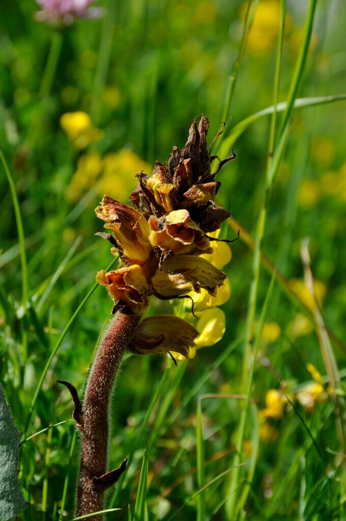 <i>Orobanche</i> <i>gracilis</i>