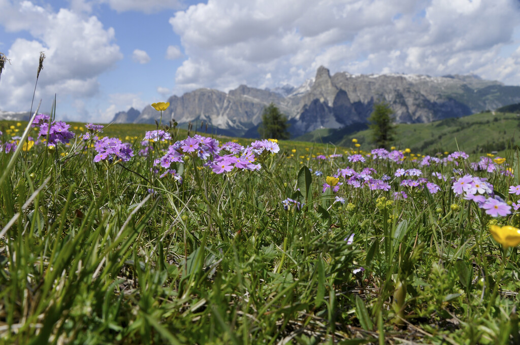 bird's eye primrose