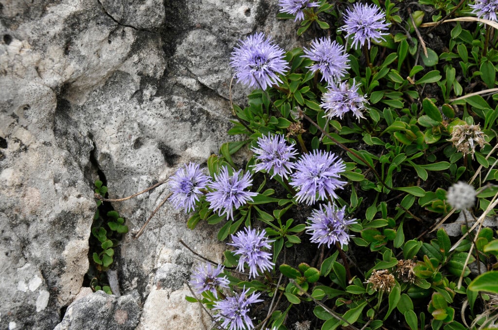 thyme-leaved globe daisy